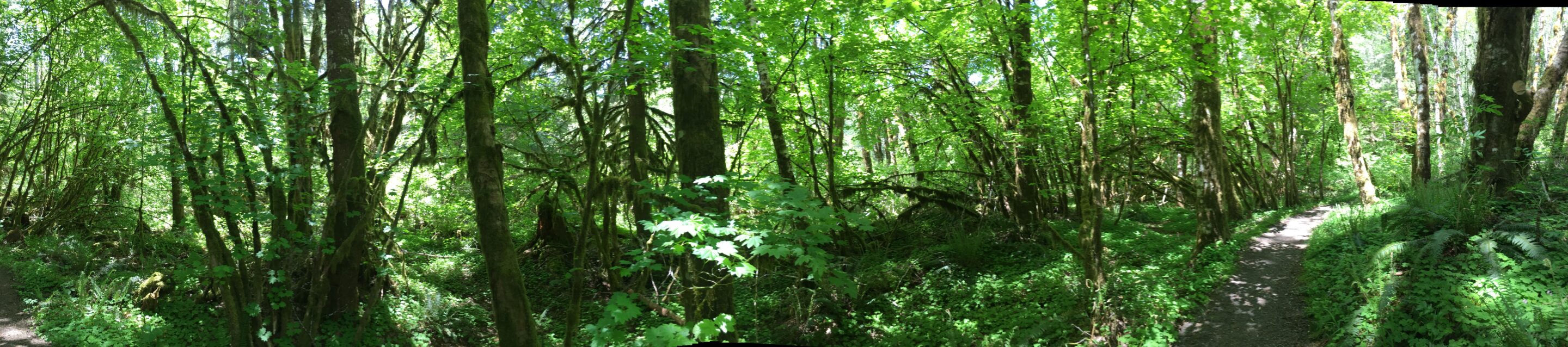 Forest Wayside