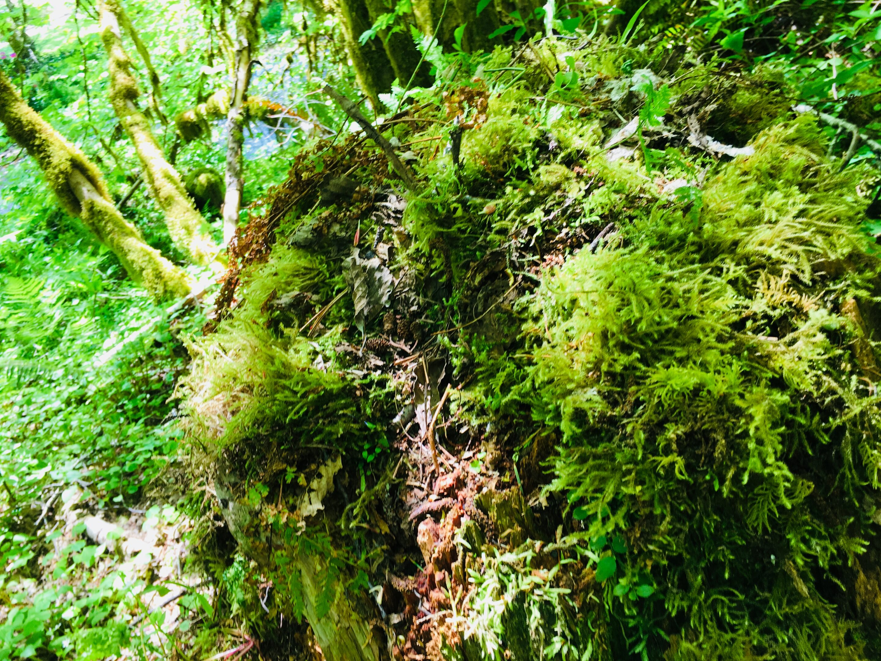 Moss, Oregon, Rainforest, forests, calm